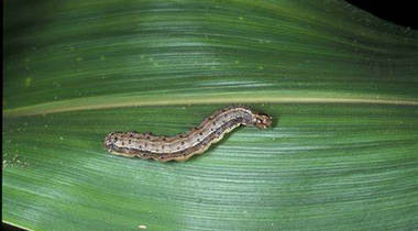 Invasive insect fall armyworm on the march, but scientists fight back with an oozing virus and an egg-attacking wasp